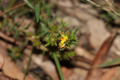 Pultenaea myrtoides