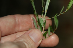Pultenaea myrtoides