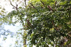 Millettia versicolor