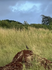 Francolinus francolinus