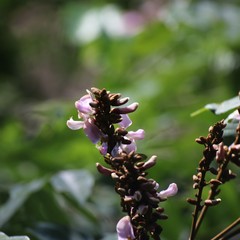 Millettia versicolor