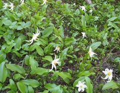 Erythronium montanum