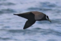Procellaria conspicillata