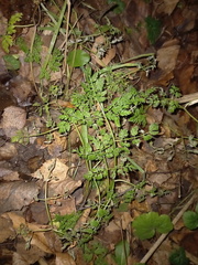 Anthriscus sylvestris