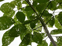 Walterianella inscripta