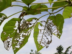 Eulepte gastralis