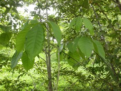 Tabebuia rosea image