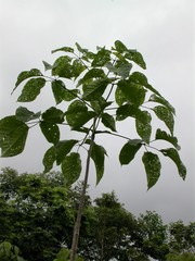 Walterianella inscripta