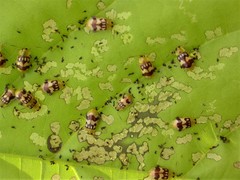 Walterianella inscripta