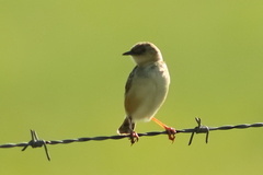 Cisticola cinnamomeus