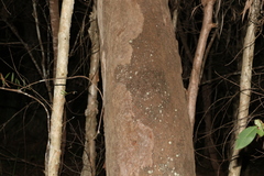 Eucalyptus major