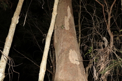 Eucalyptus major