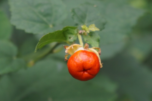 Malvaviscus arboreus