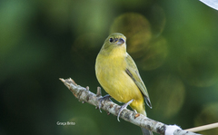 Passerina ciris image
