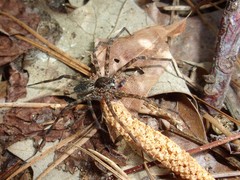 Dolomedes tenebrosus
