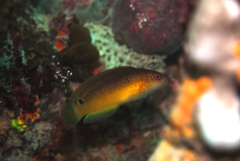 Austrolabrus maculatus