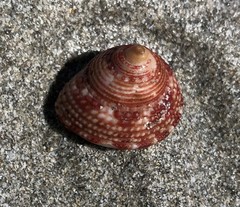 Clanculus limbatus