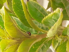 Cheilomenes sexmaculata