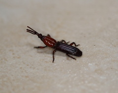Euschizus internatus