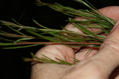 Melaleuca nodosa