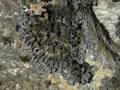 Leptogium hirsutum