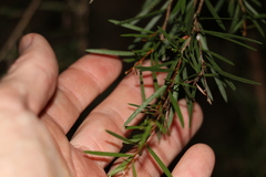 Melaleuca nodosa