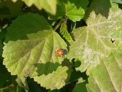 Hippodamia convergens