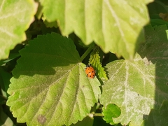 Hippodamia convergens