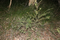 Melaleuca nodosa