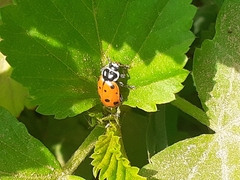 Hippodamia convergens