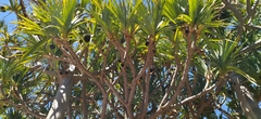 Pandanus odorifer