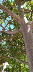 Pandanus odorifer