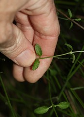 Gonocarpus chinensis