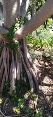Pandanus odorifer