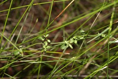 Gonocarpus chinensis