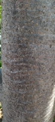 Pandanus odorifer