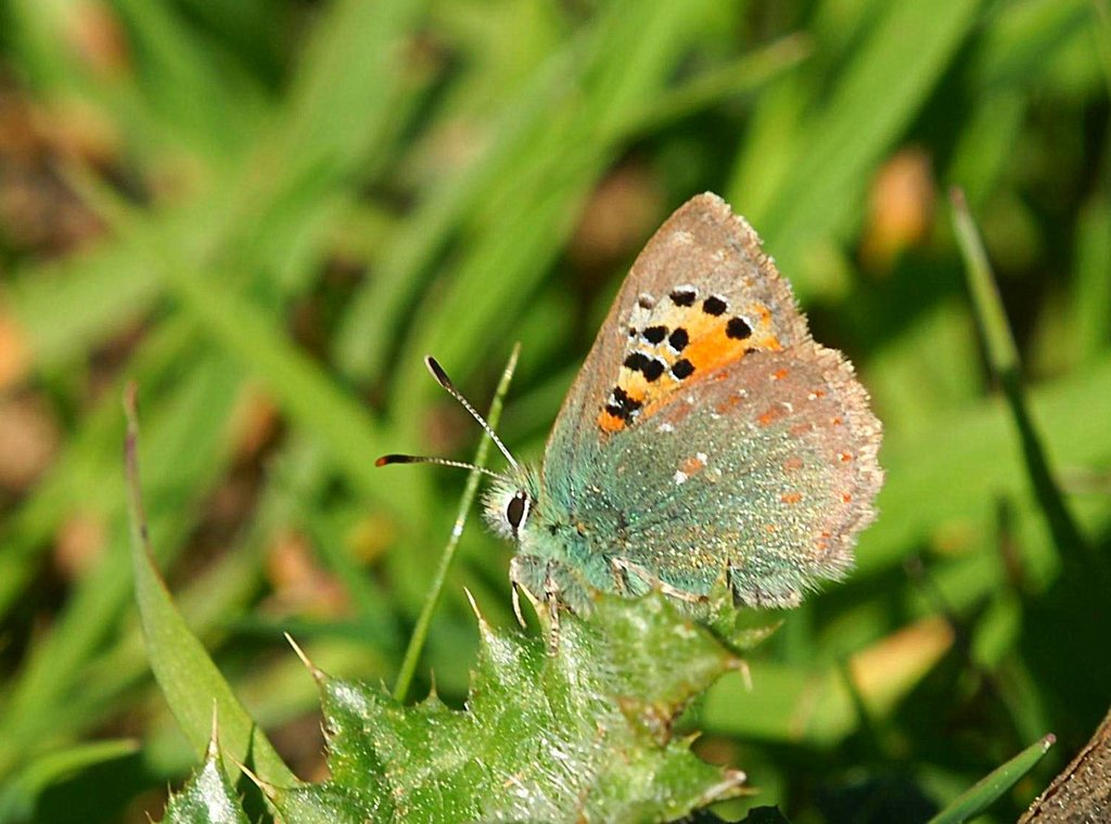 Provence Hairstreak