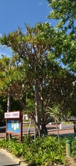Pandanus odorifer