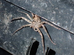 Selenops submaculosus