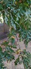 Quercus cerris