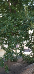 Quercus cerris