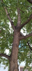 Quercus cerris