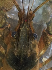 Faxonius erichsonianus