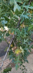 Quercus cerris