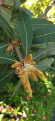 Brabejum stellatifolium