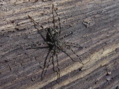 Dolomedes tenebrosus
