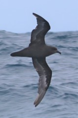 Pterodroma macroptera