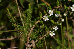 Leptospermum juniperinum
