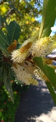 Brabejum stellatifolium