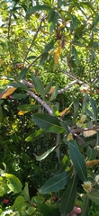 Brabejum stellatifolium